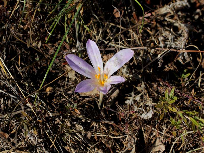 Colchicum alpinum subsp. parvulum / Colchico minore